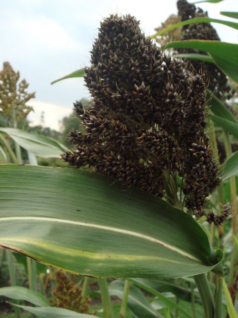 Sorghum nigrum fleur